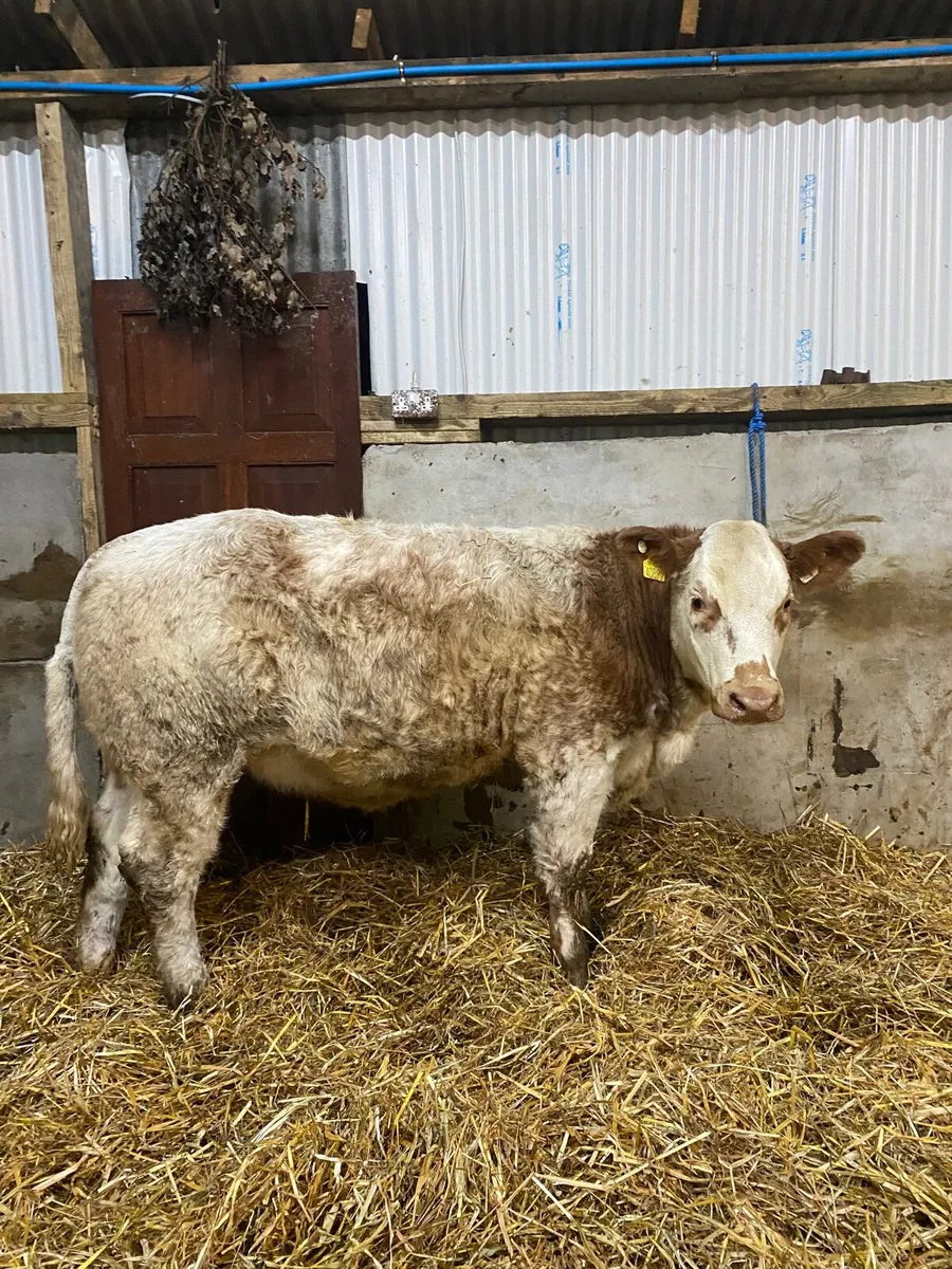 Continental wealing heifers - Image 2