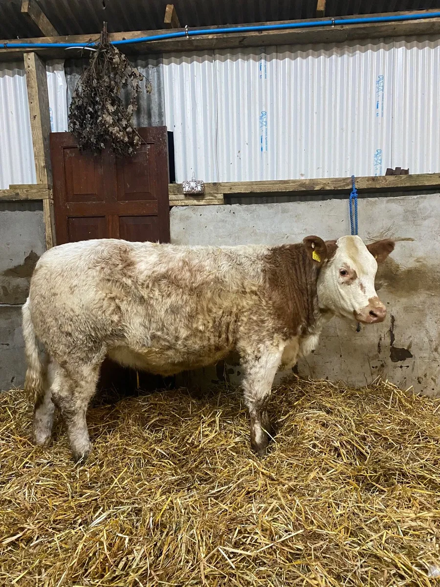 Continental wealing heifers - Image 1