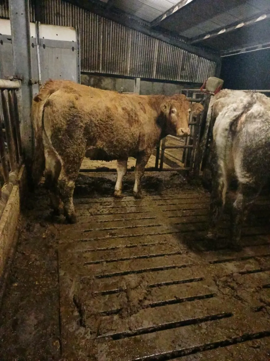 First calving heifers - Image 1