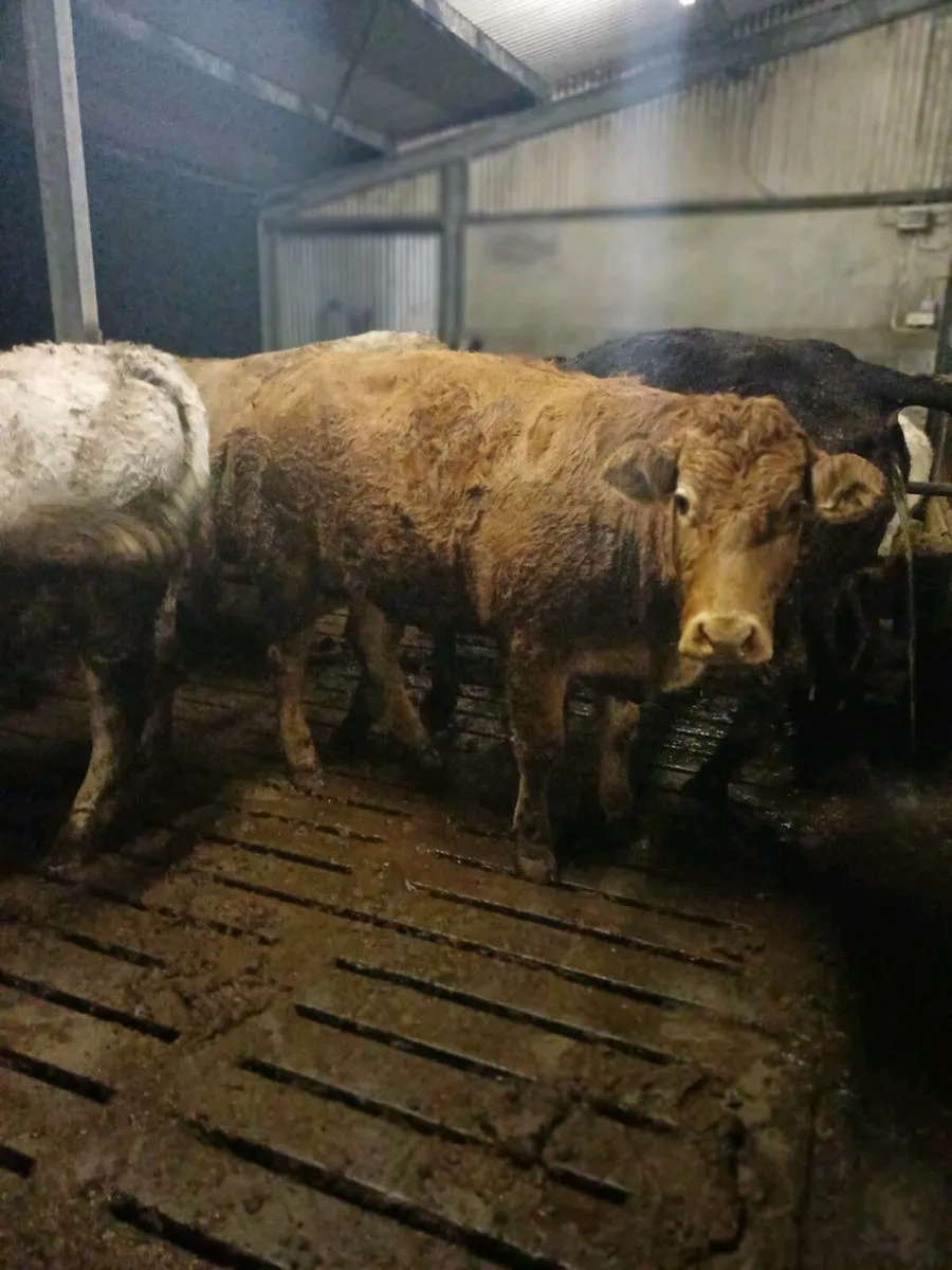 First calving heifers - Image 2