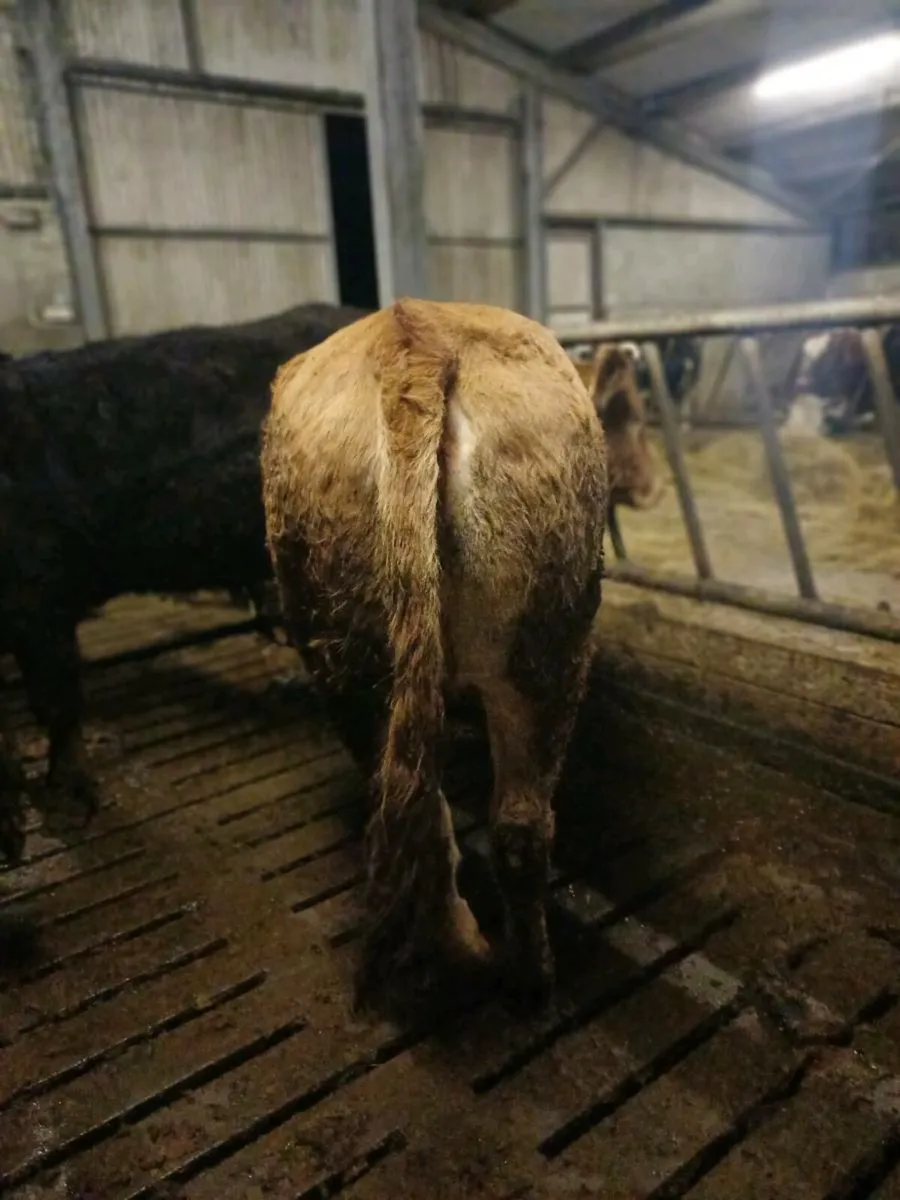 First calving heifers - Image 3