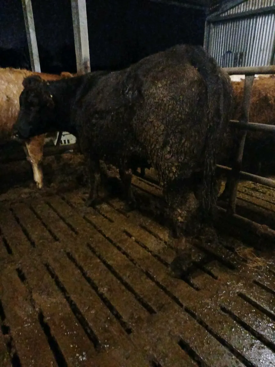 First calving heifers - Image 4