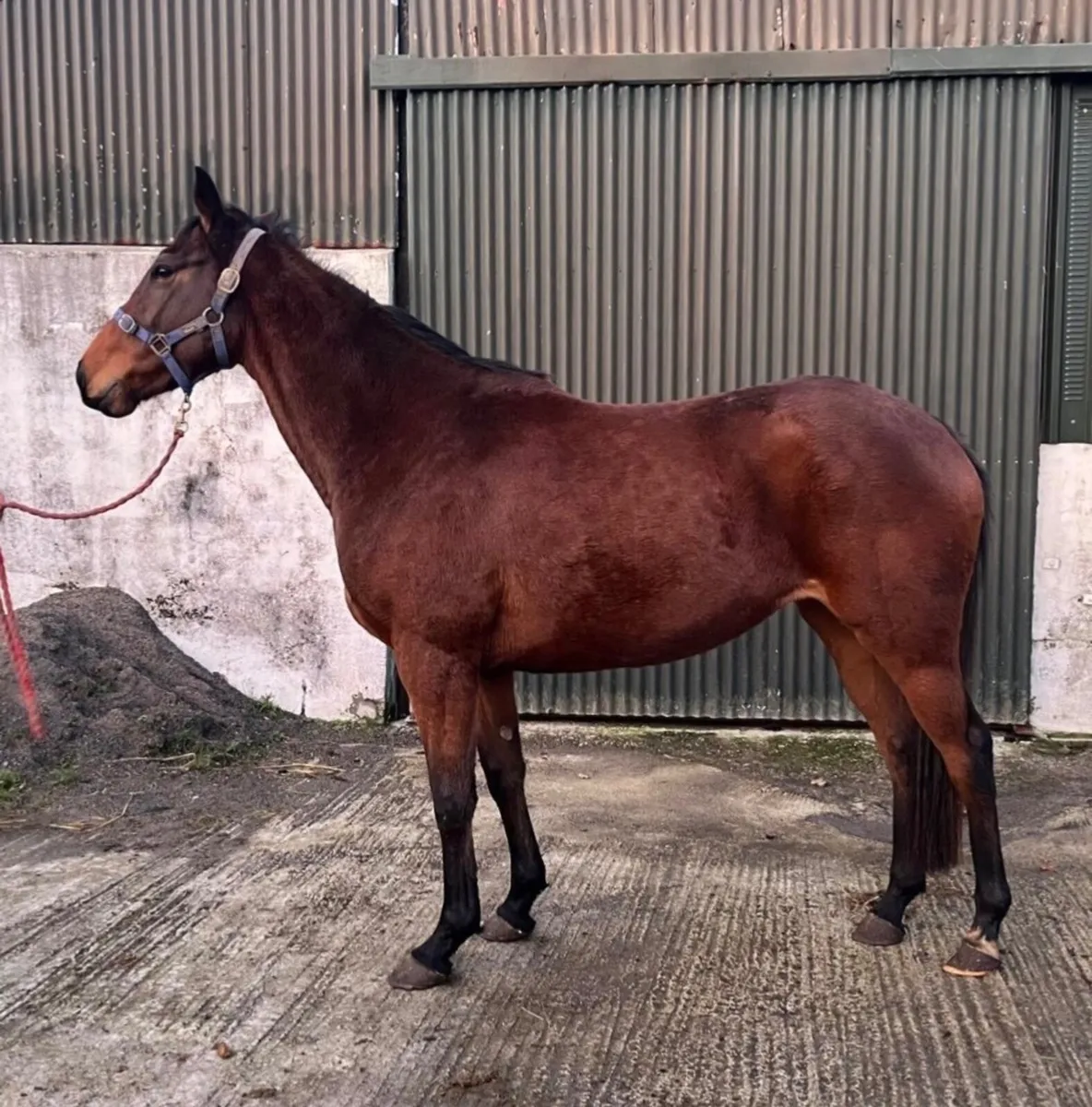 3 year old Thoroughbred - Image 3