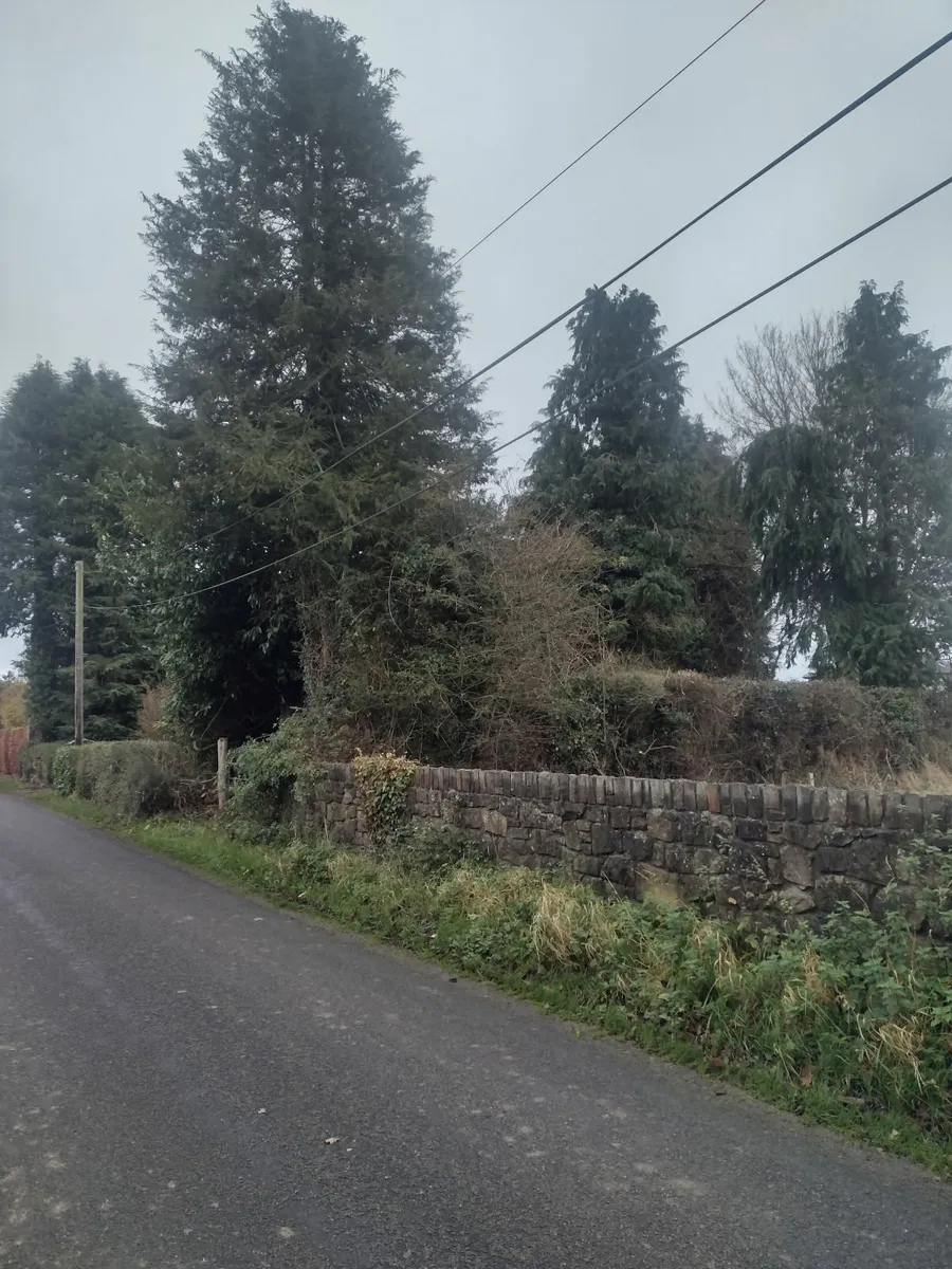 20 Trees for sale suitable for firewood - Image 3