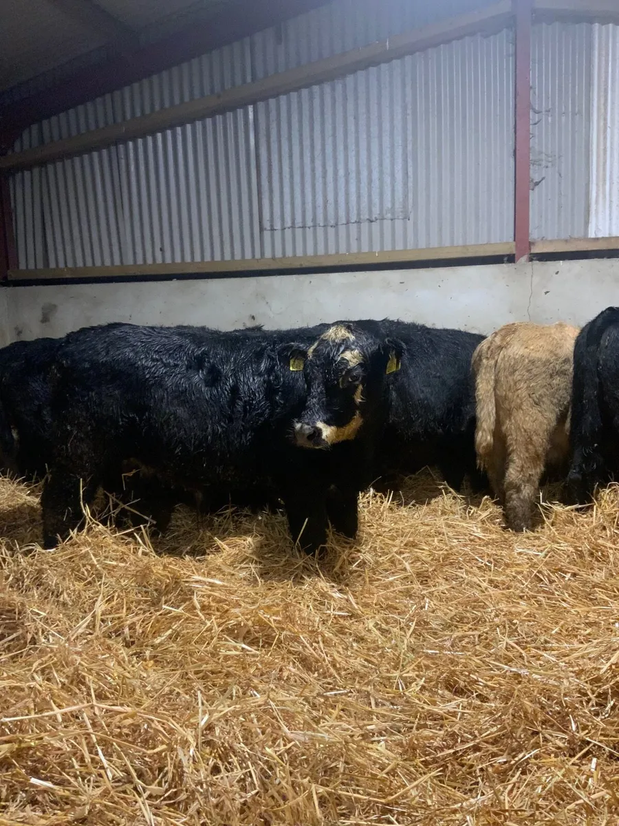 Angus bullocks - Image 2