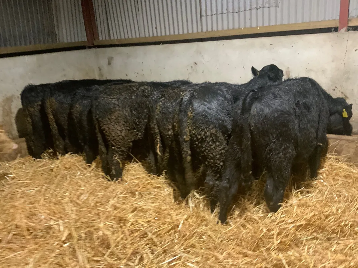 Angus bullocks - Image 3
