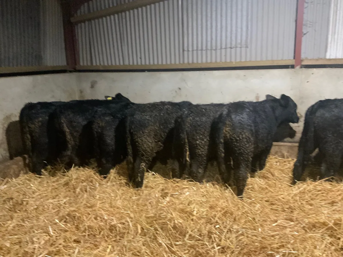 Angus bullocks - Image 4