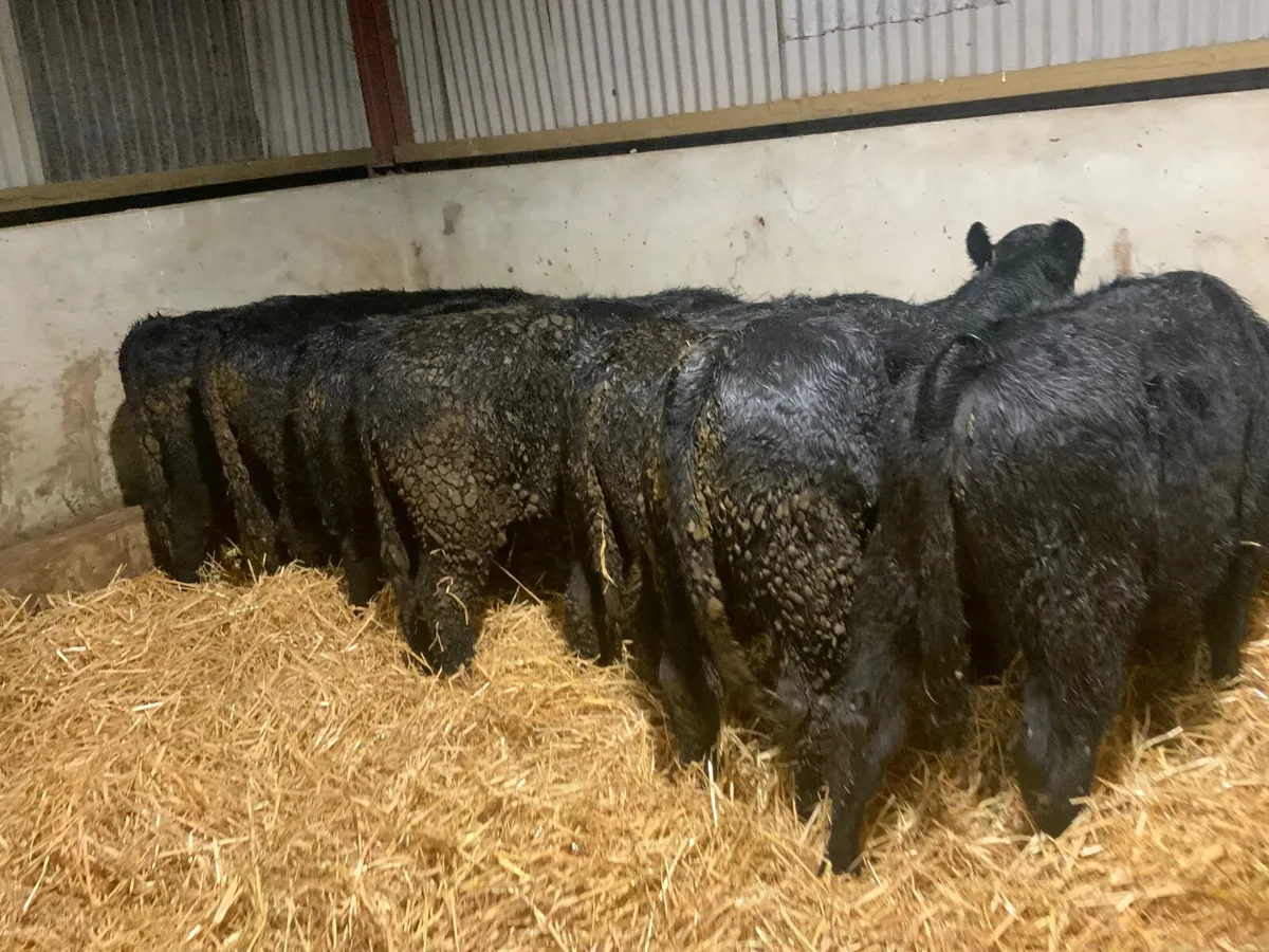 Angus bullocks - Image 1