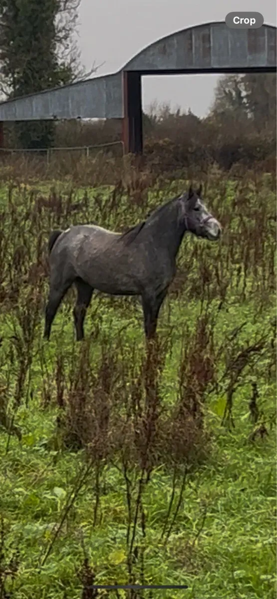 2 year old filly - Image 1