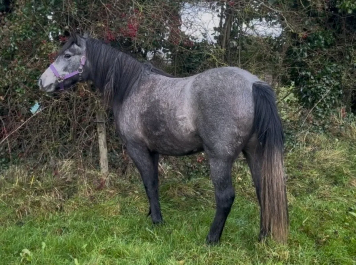 2 year old filly - Image 2