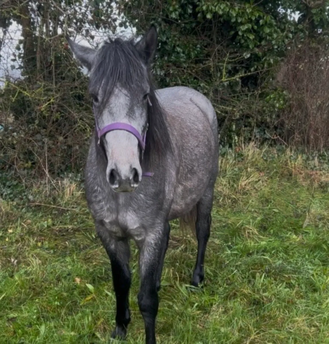 2 year old filly - Image 3