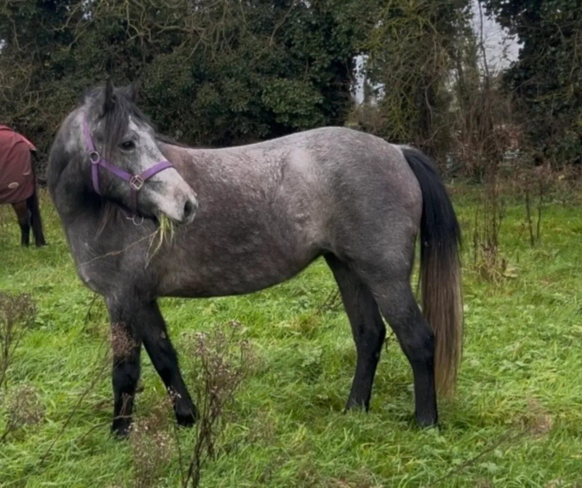 2 year old filly - Image 4