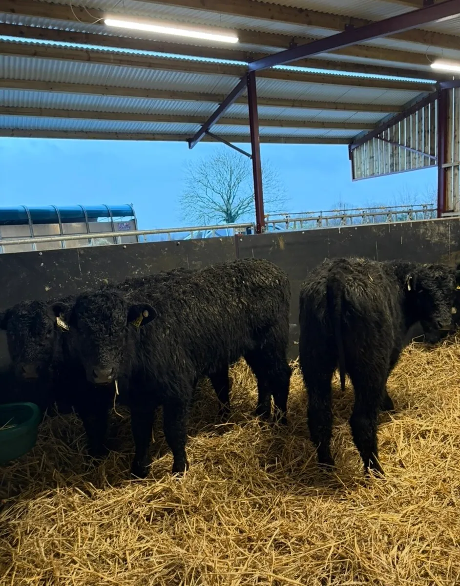 6 super top quality 5 ⭐️⭐️⭐️⭐️⭐️ heifers - Image 1