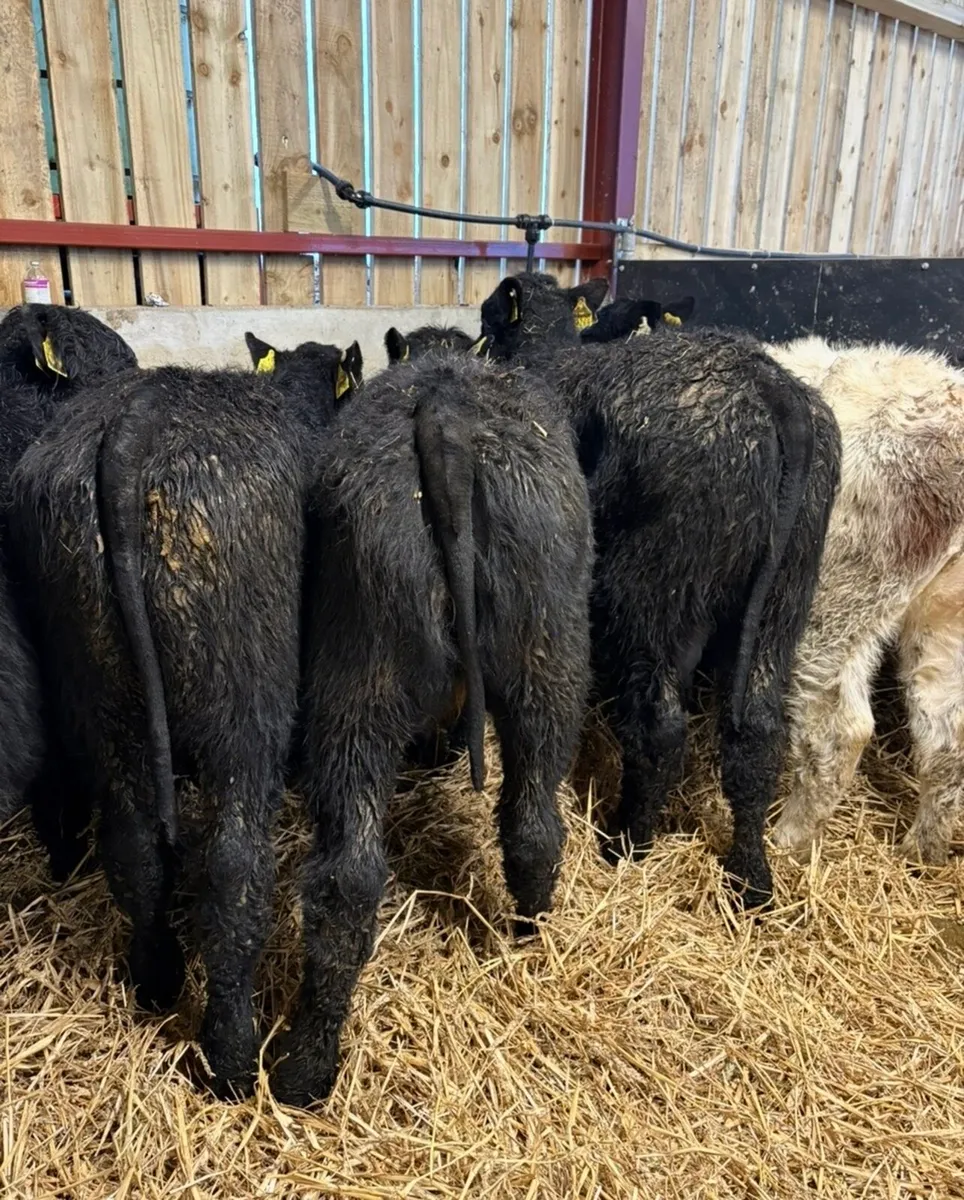 6 super top quality 5 ⭐️⭐️⭐️⭐️⭐️ heifers - Image 2