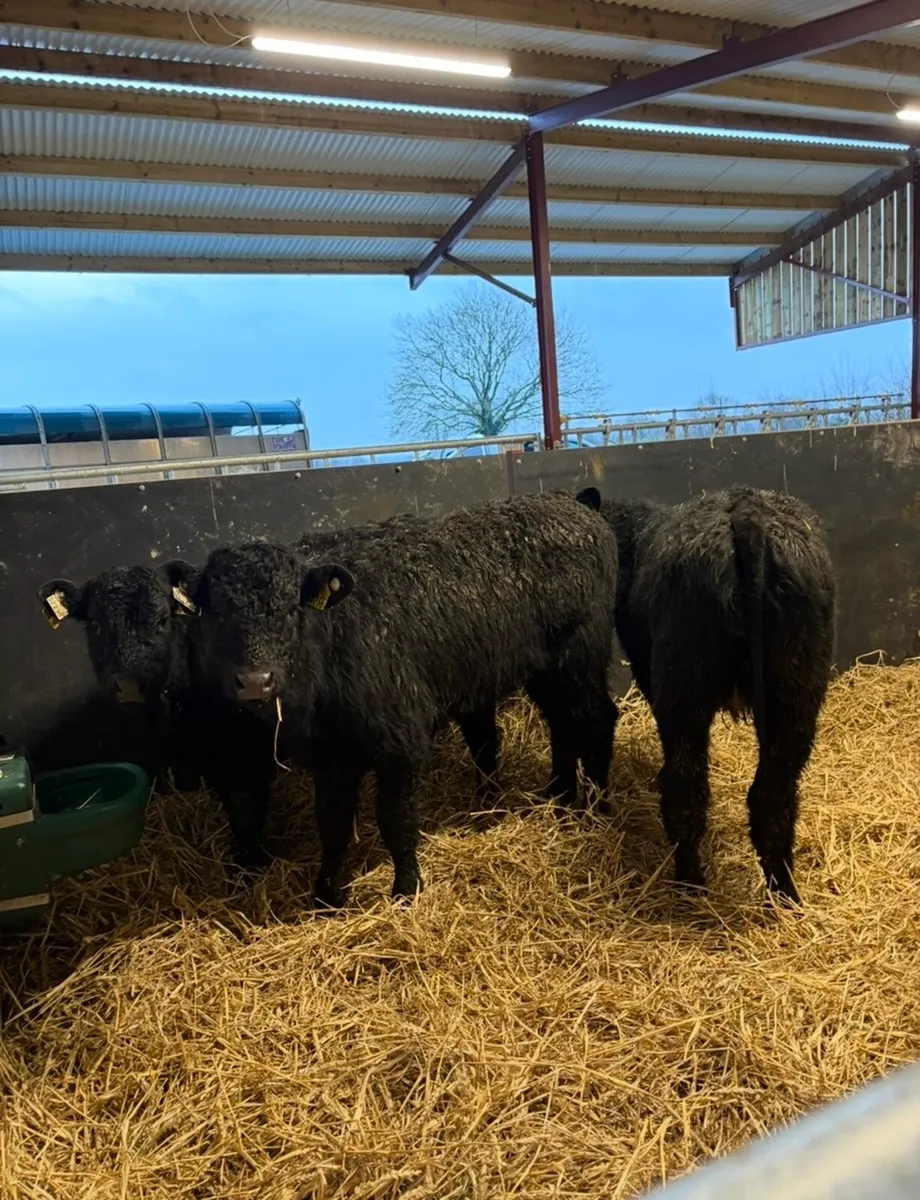 6 super top quality 5 ⭐️⭐️⭐️⭐️⭐️ heifers - Image 3