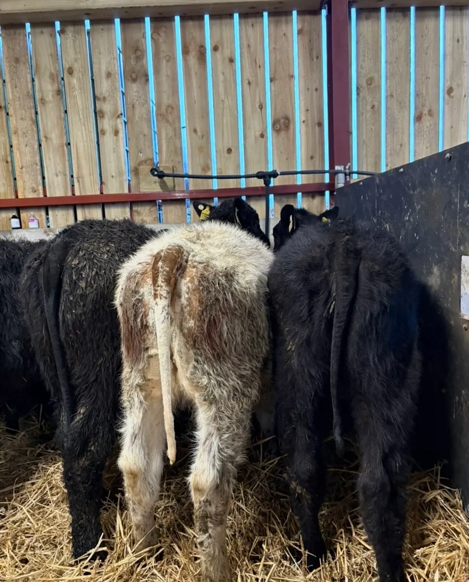 6 super top quality 5 ⭐️⭐️⭐️⭐️⭐️ heifers - Image 4