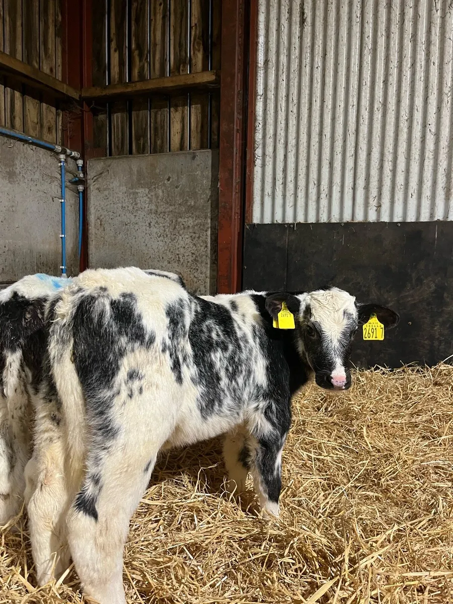 4 Super Bulls - Image 1