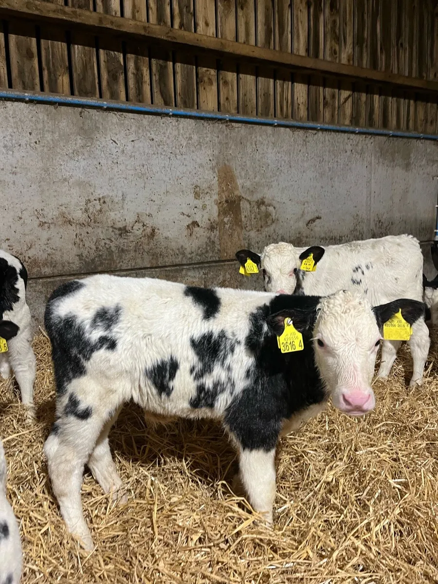 4 Super Bulls - Image 2