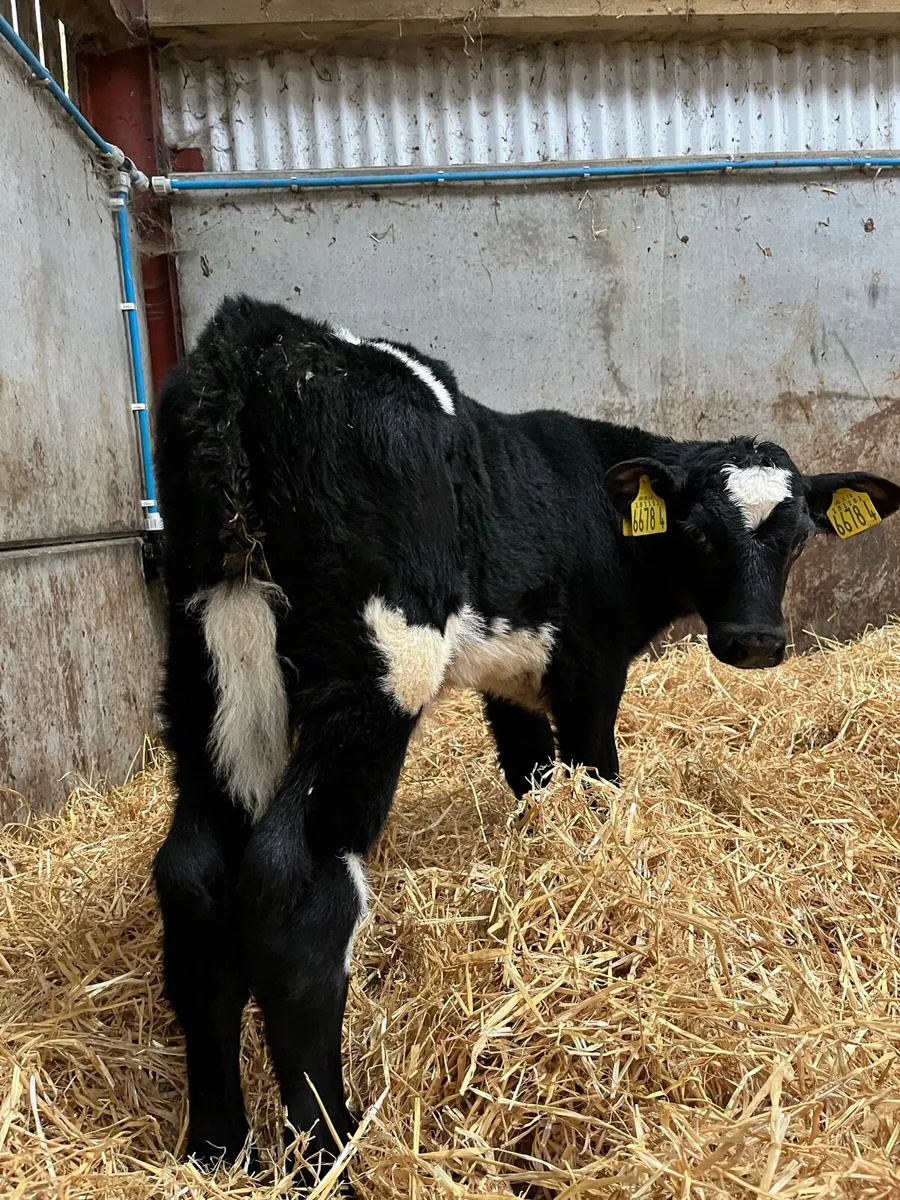 4 Super Bulls - Image 3