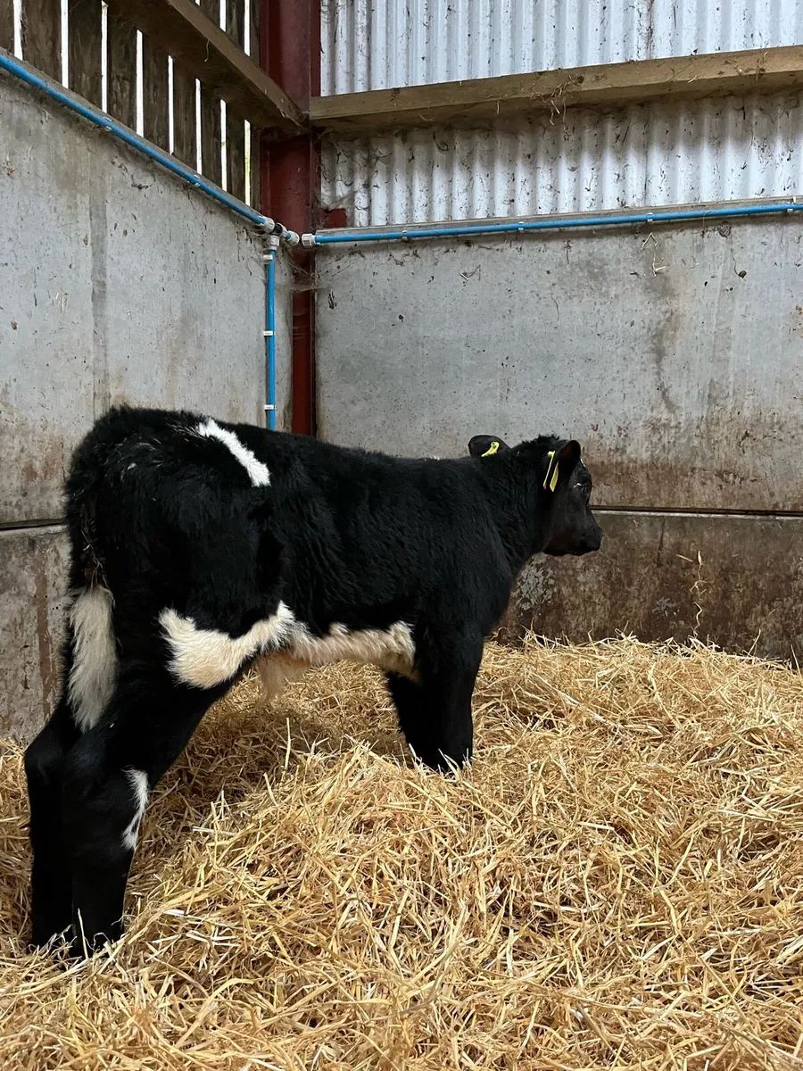 4 Super Bulls - Image 4