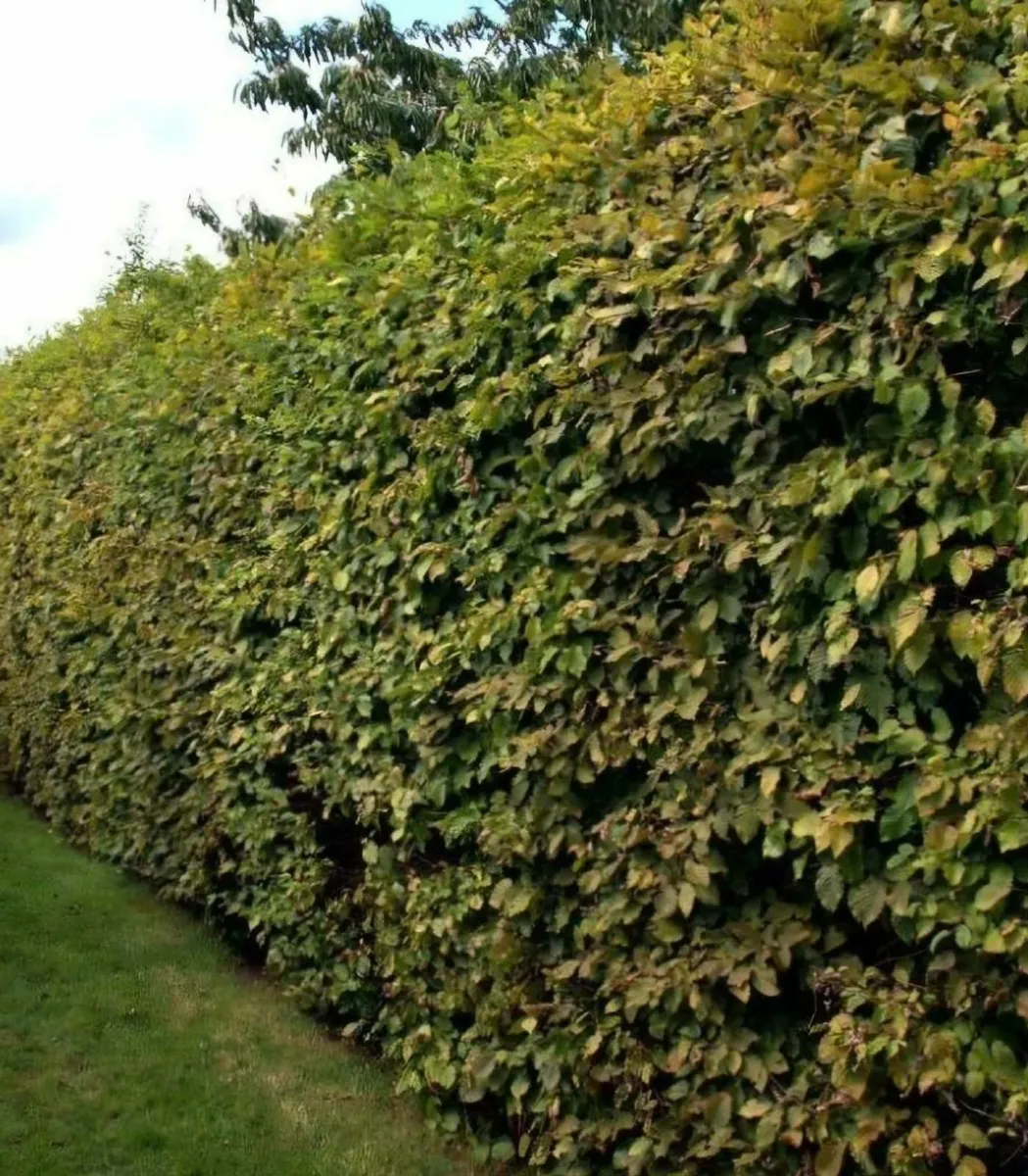 Beech hedging - Image 1