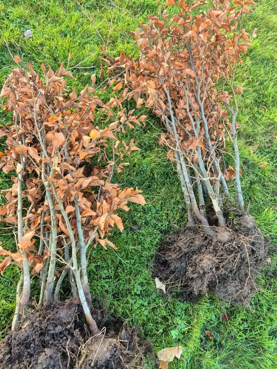 Beech hedging - Image 2