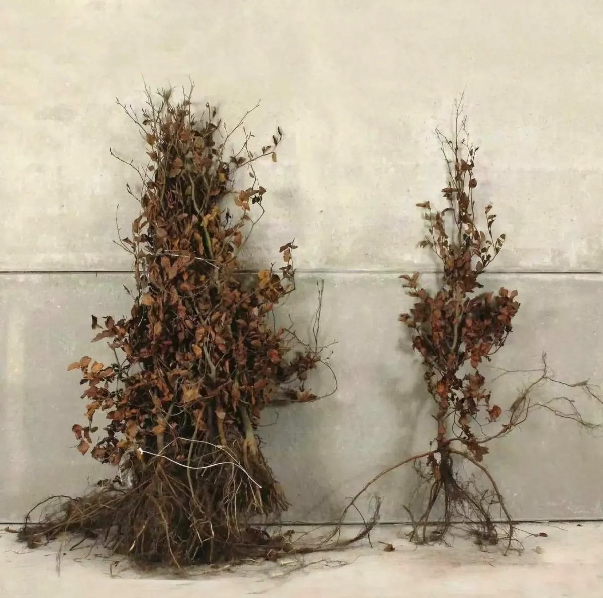 Beech hedging - Image 3