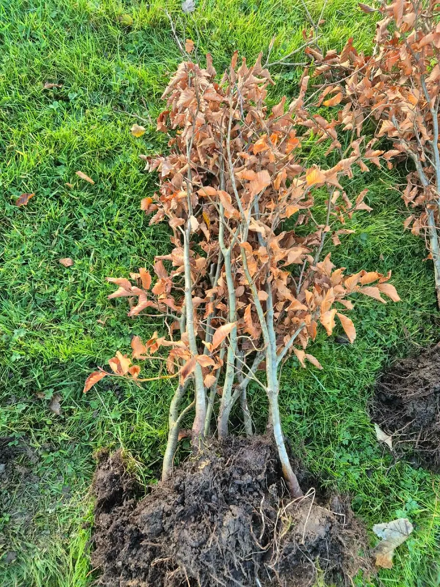 Beech hedging - Image 4