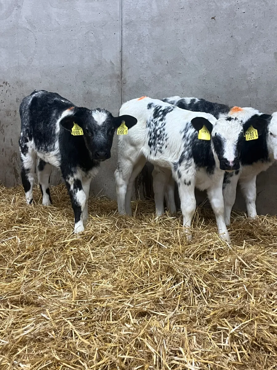 6 Belgian Blue Heifer Calves - Image 1