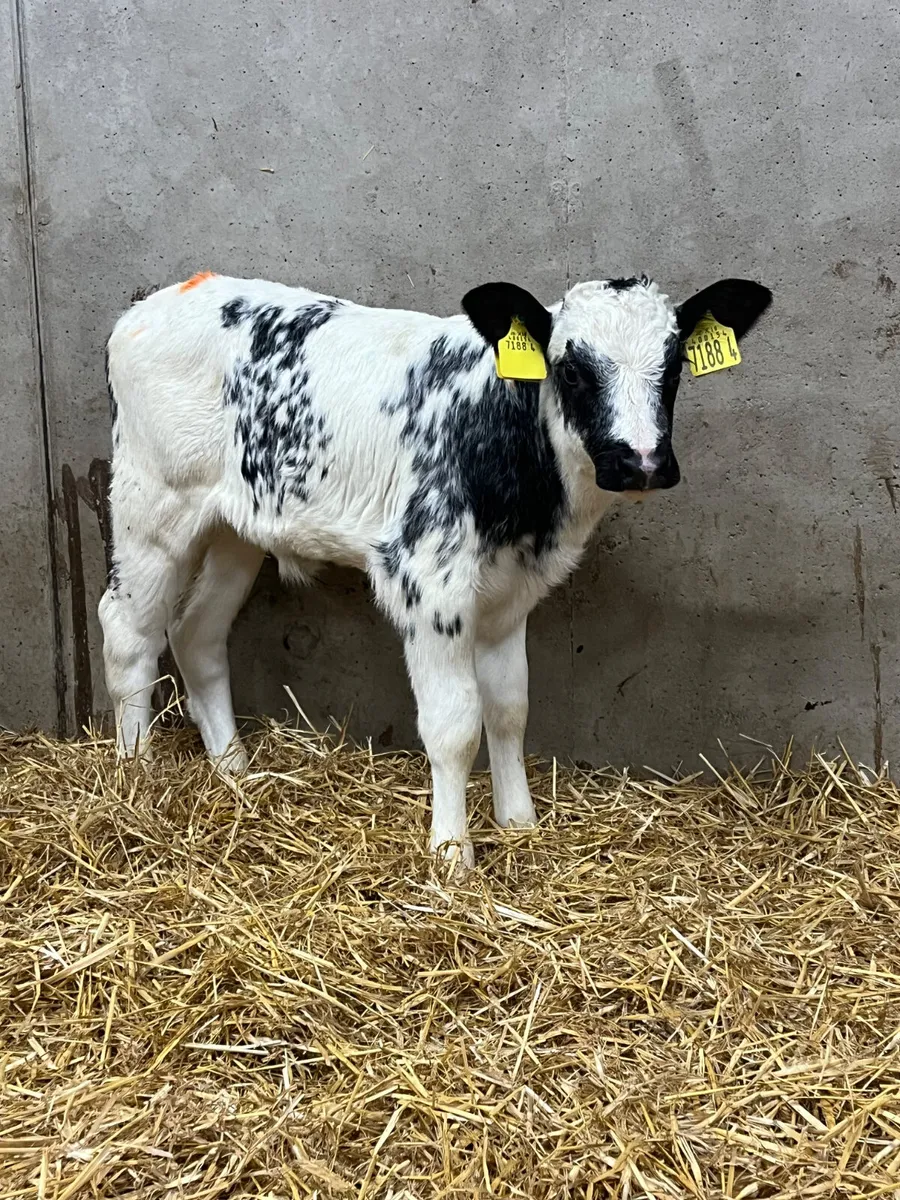 6 Belgian Blue Heifer Calves - Image 2