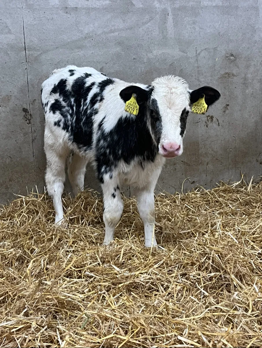 6 Belgian Blue Heifer Calves - Image 3
