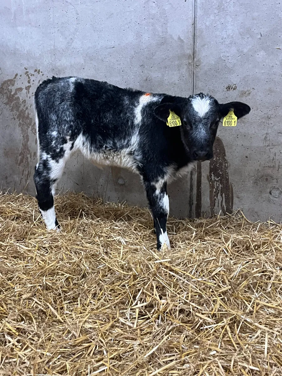 6 Belgian Blue Heifer Calves - Image 4
