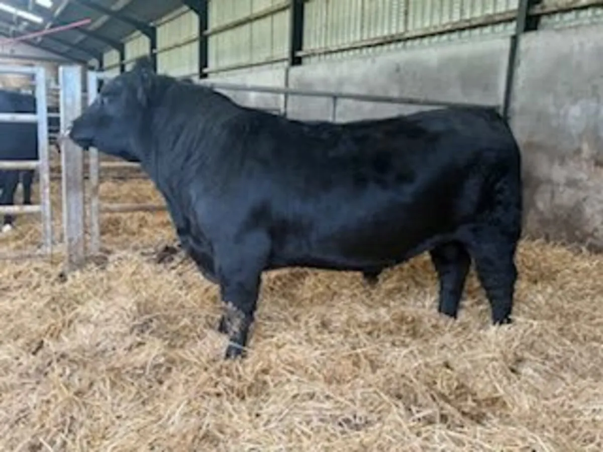 Pedigree Aberdeen Angus Bulls - Image 1
