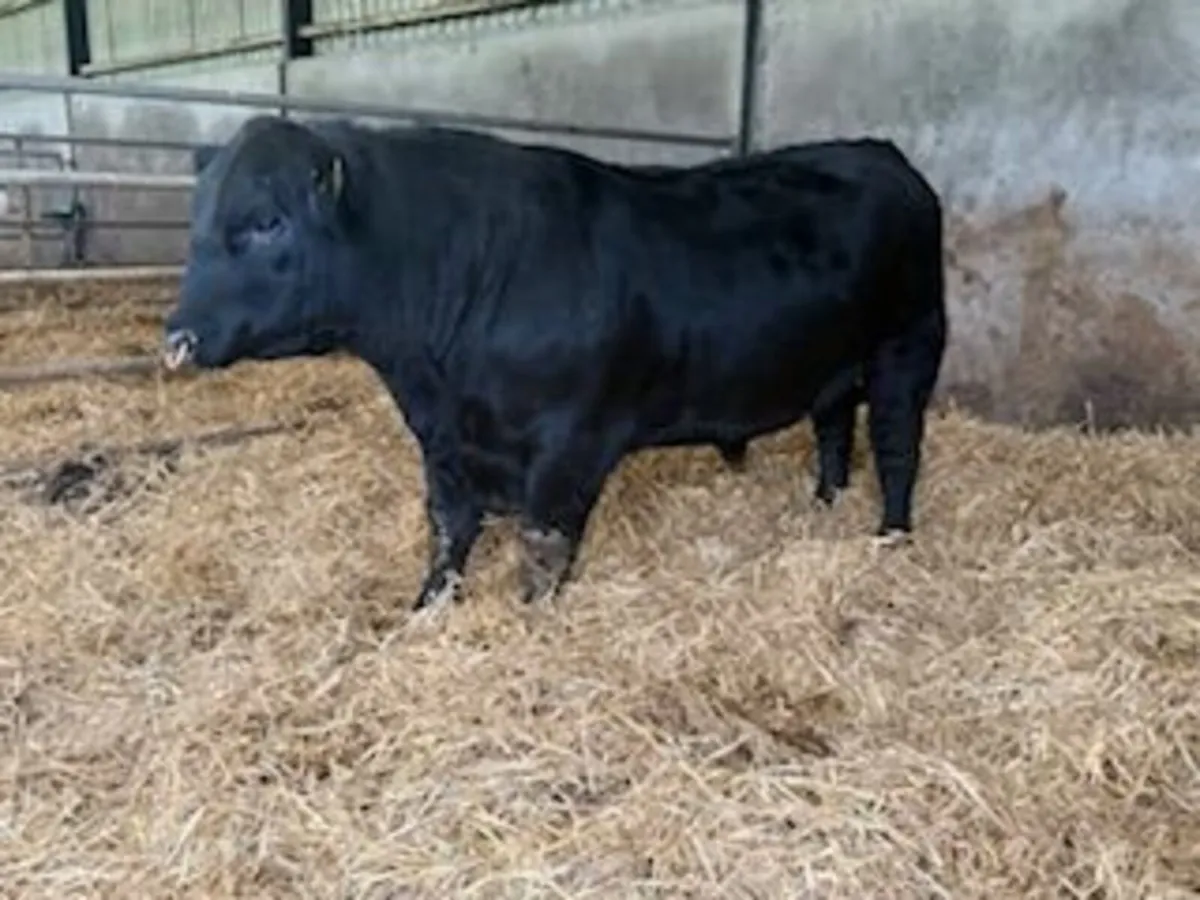 Pedigree Aberdeen Angus Bulls - Image 2