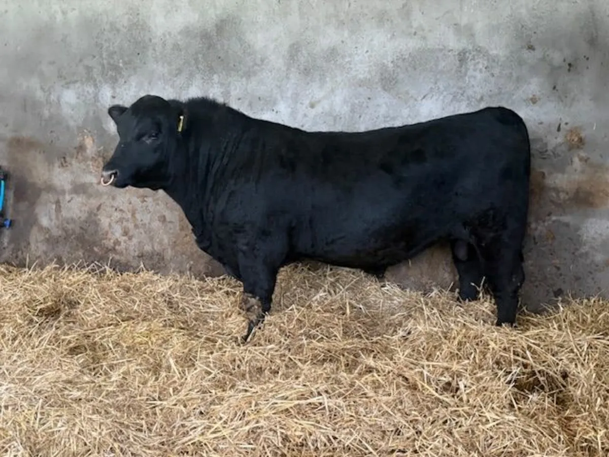 Pedigree Aberdeen Angus Bulls - Image 3