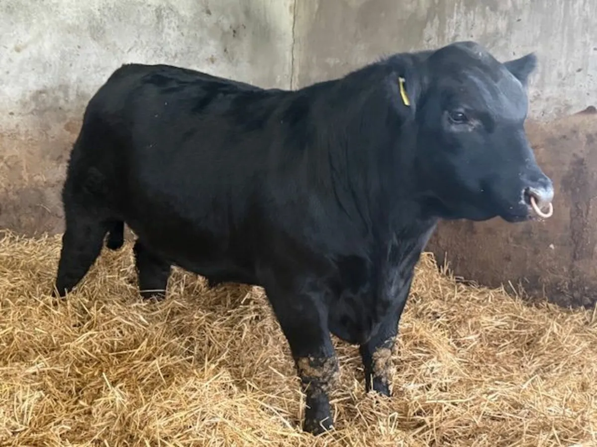 Pedigree Aberdeen Angus Bulls - Image 4