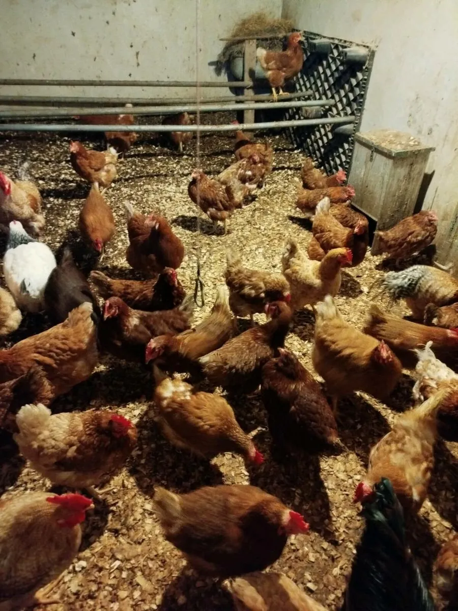 Laying hens - Image 1