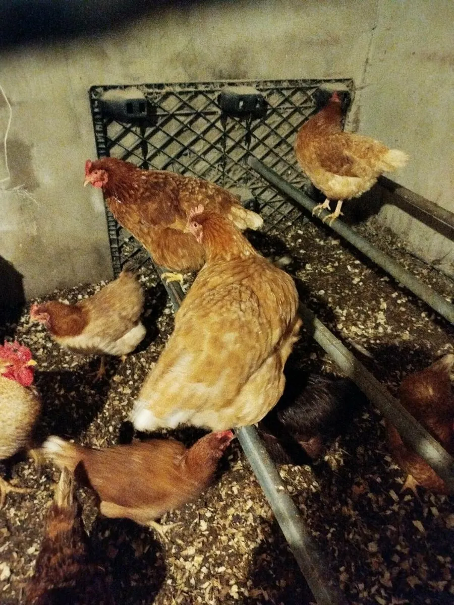 Laying hens - Image 2