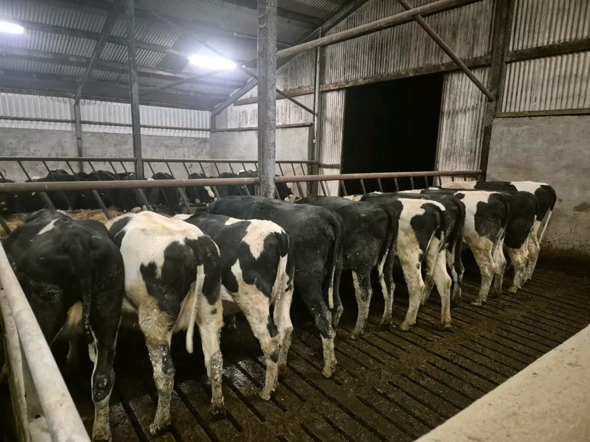 10x In Calf Friesian Heifers (Calving Feb) - Image 2