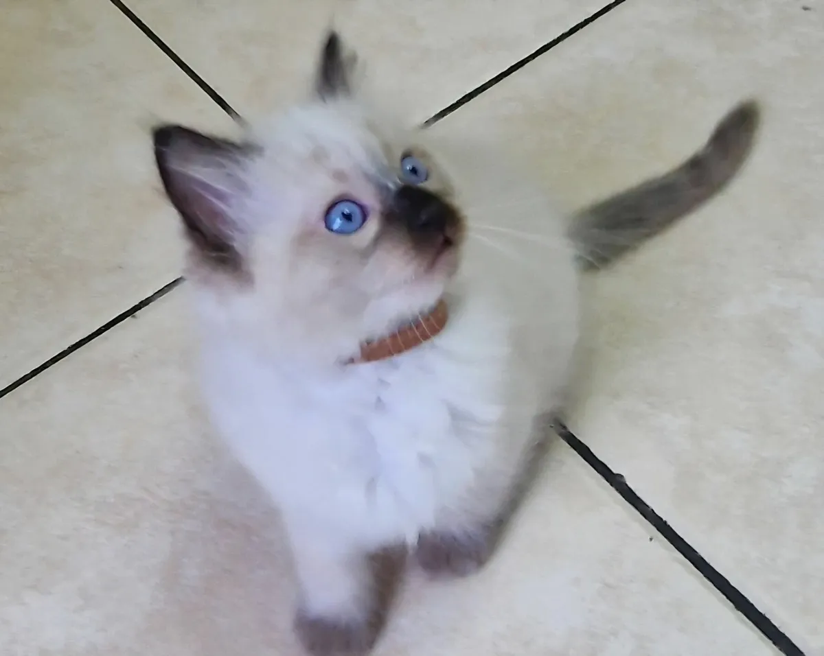 Blue eye Ragdoll kittens--- Only one left - Image 1