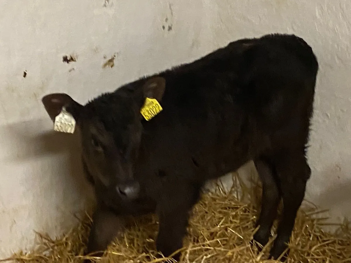 Smashing AA Heifer Calves - Image 1