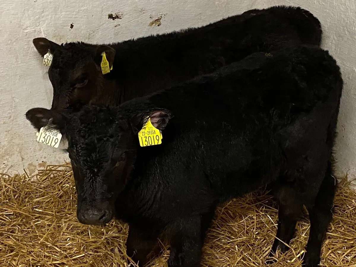 Smashing AA Heifer Calves - Image 2