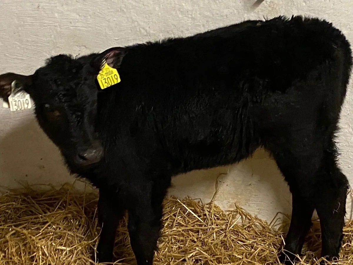 Smashing AA Heifer Calves - Image 3