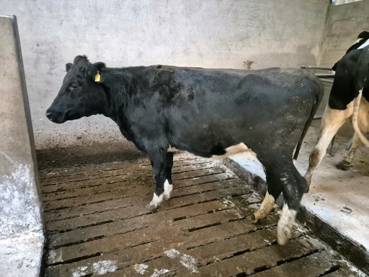10x In Calf Friesian Heifers (Calving Feb) - Image 4