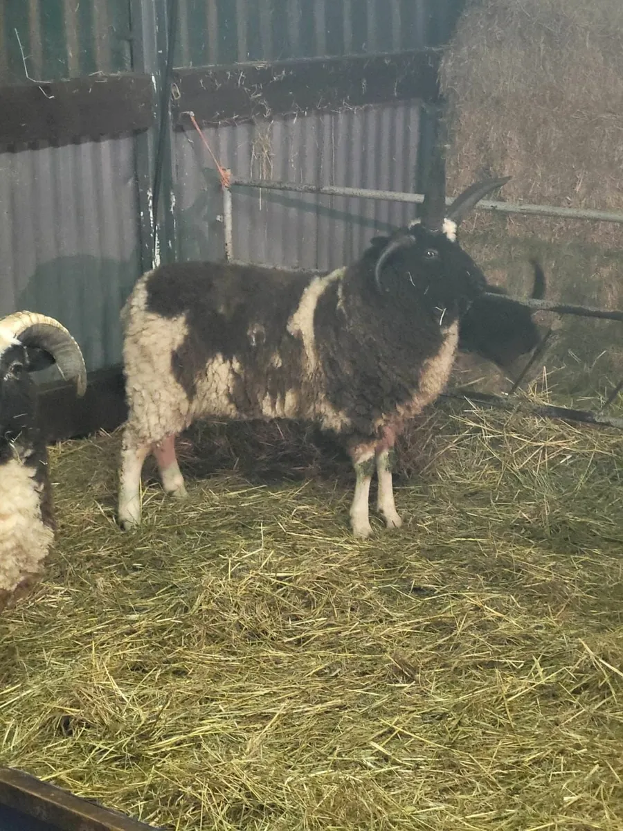 Jacob and romney rams - Image 2