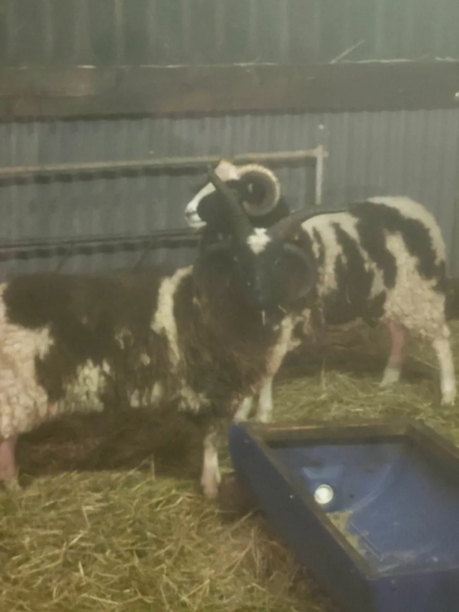 Jacob and romney rams - Image 3
