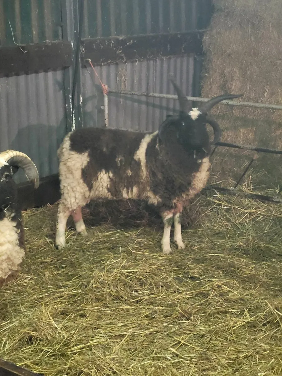 Jacob and romney rams - Image 4