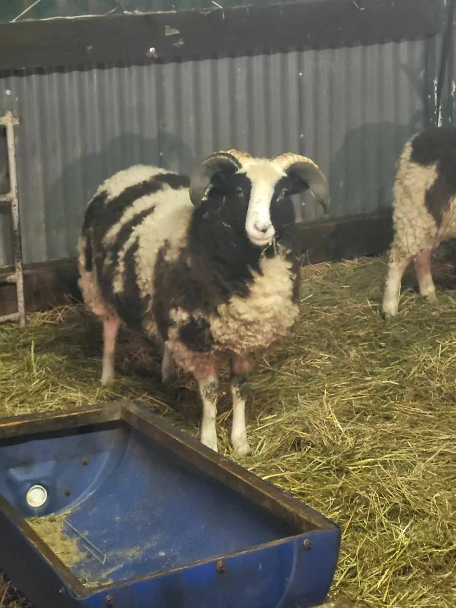 Jacob and romney rams - Image 1