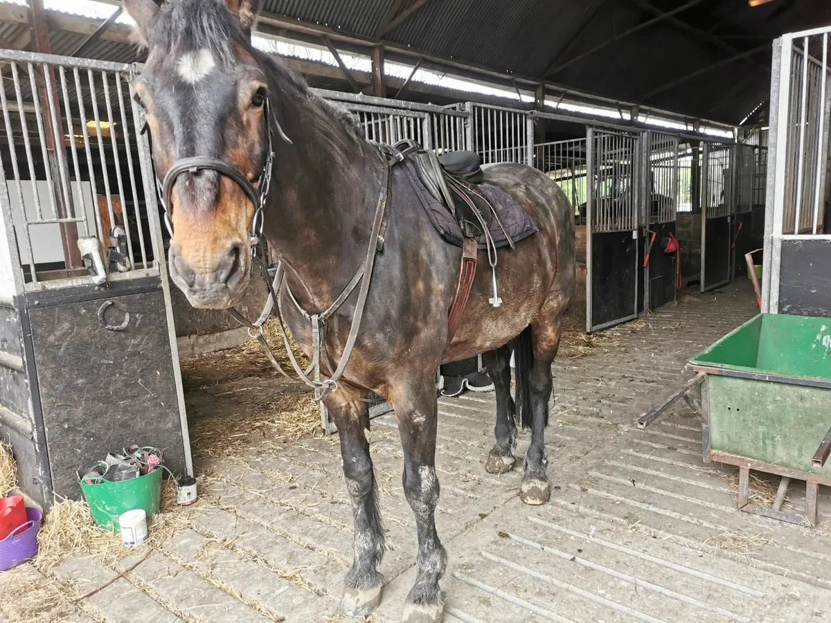 Irish Draught Gelding 12 years old. - Image 2