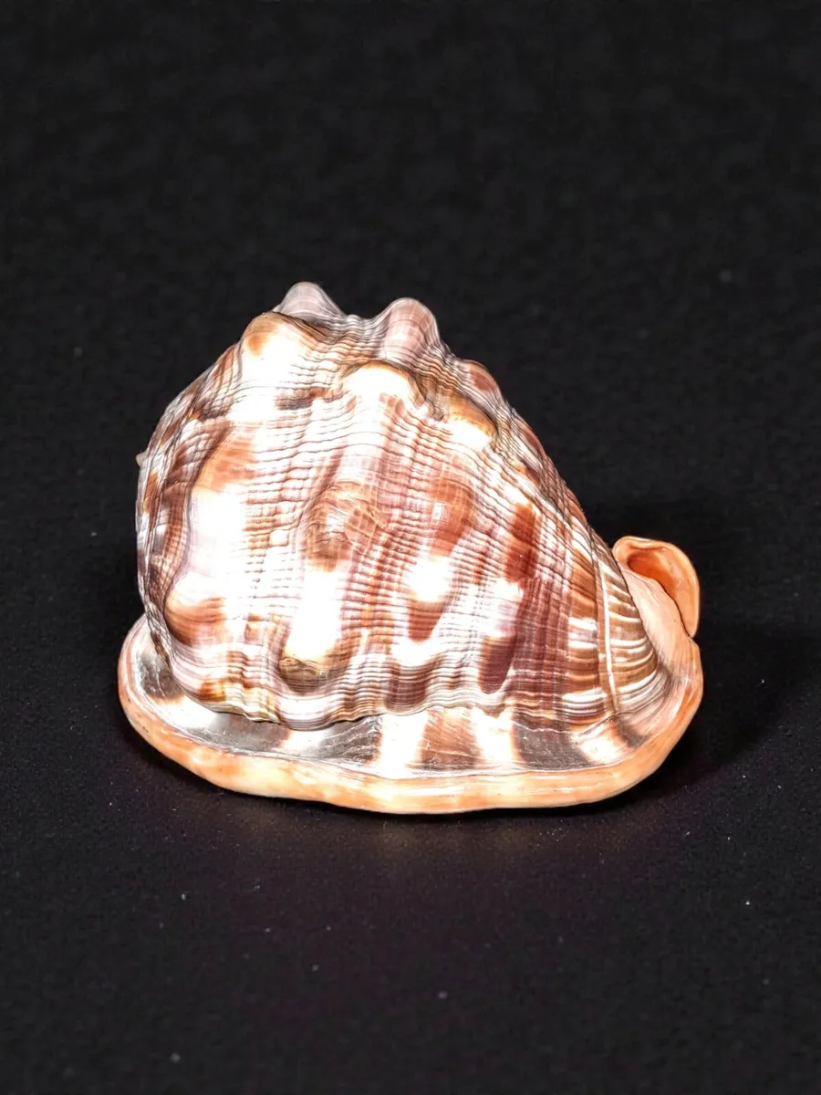 Large red helmet conch shell - Image 2